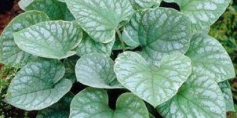 Velikolisni brunner srebrna krila (srebrna krila): fotografija, opis, sadnja i njega